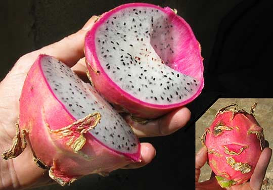 Pitaya, Hylocereus undatus, características y cultivo, propiedades