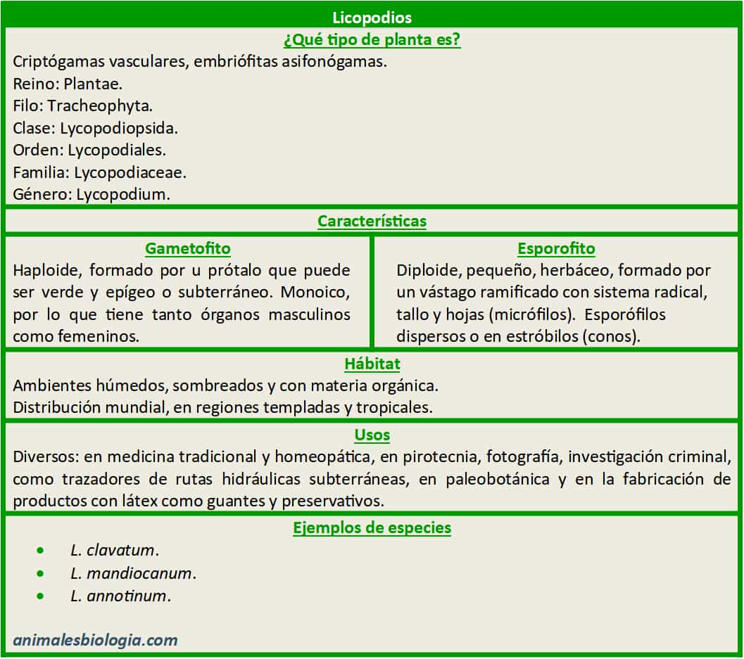 Resumen de los licopodios, Lycopodium