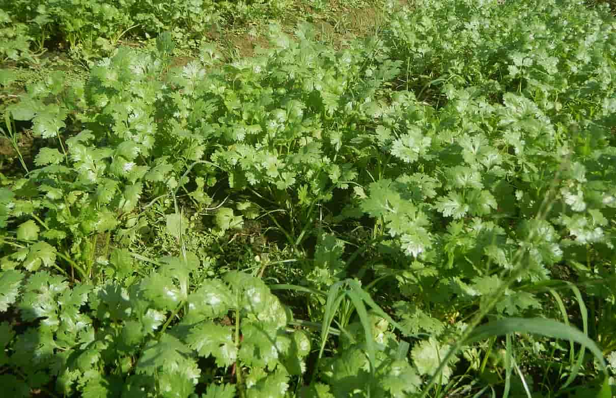 Cilantro, Coriandrum sativum