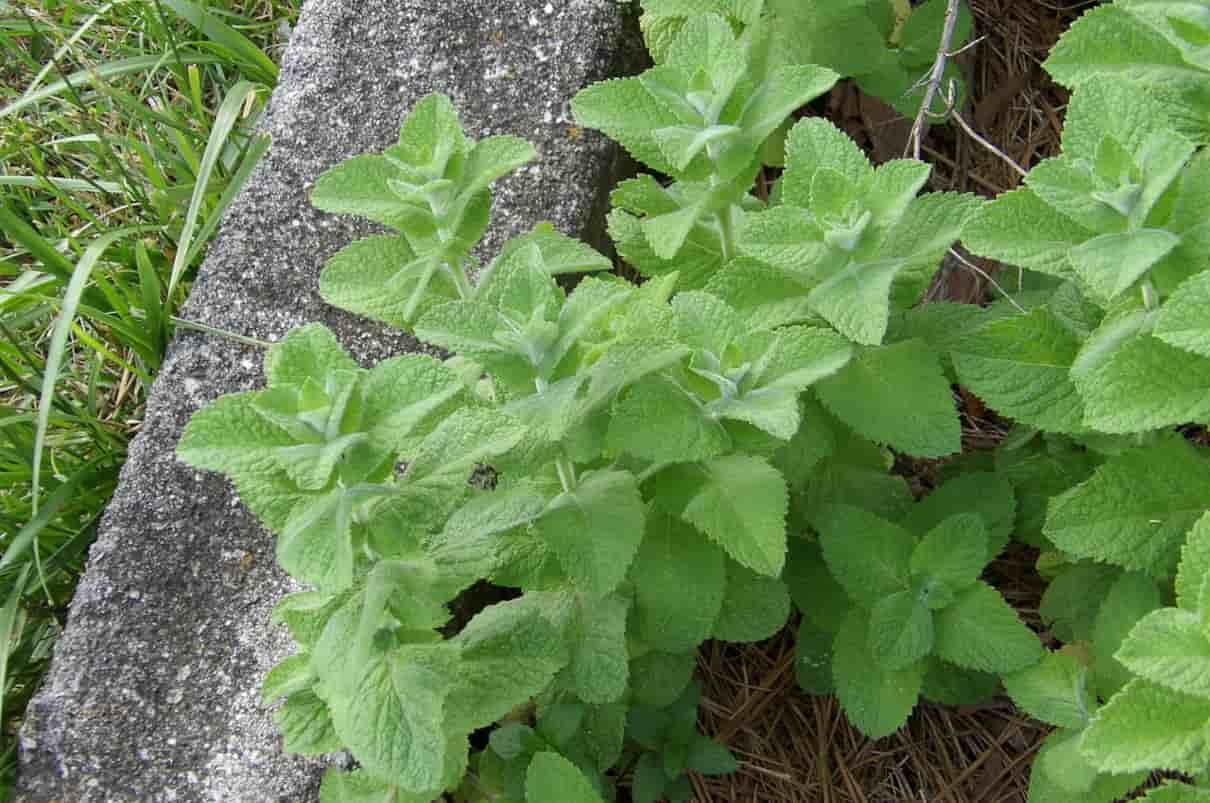 Menta (Mentha), características, tipos y propiedades