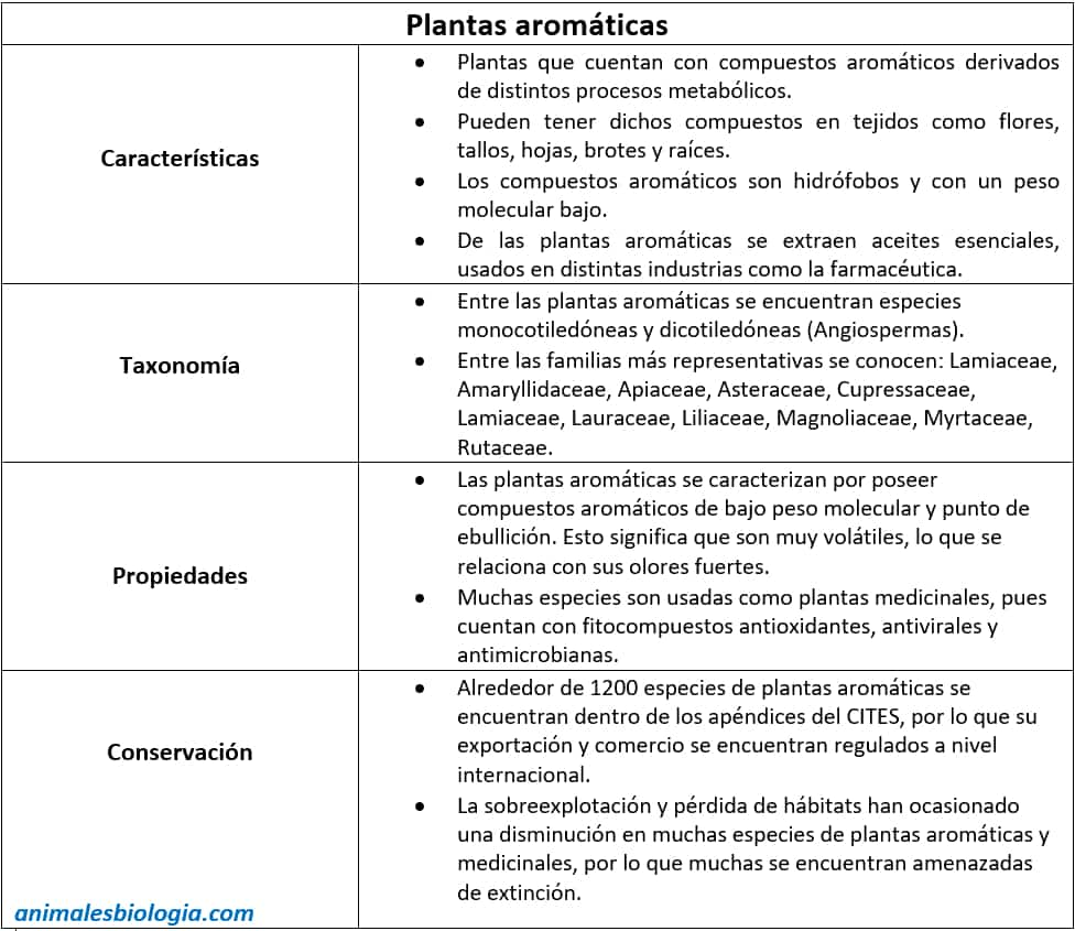 Ficha sobre las plantas aromáticas