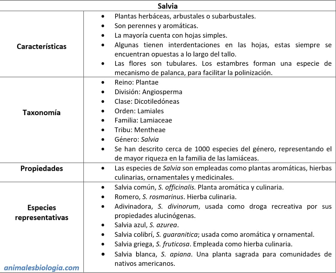 Ficha del género Salvia