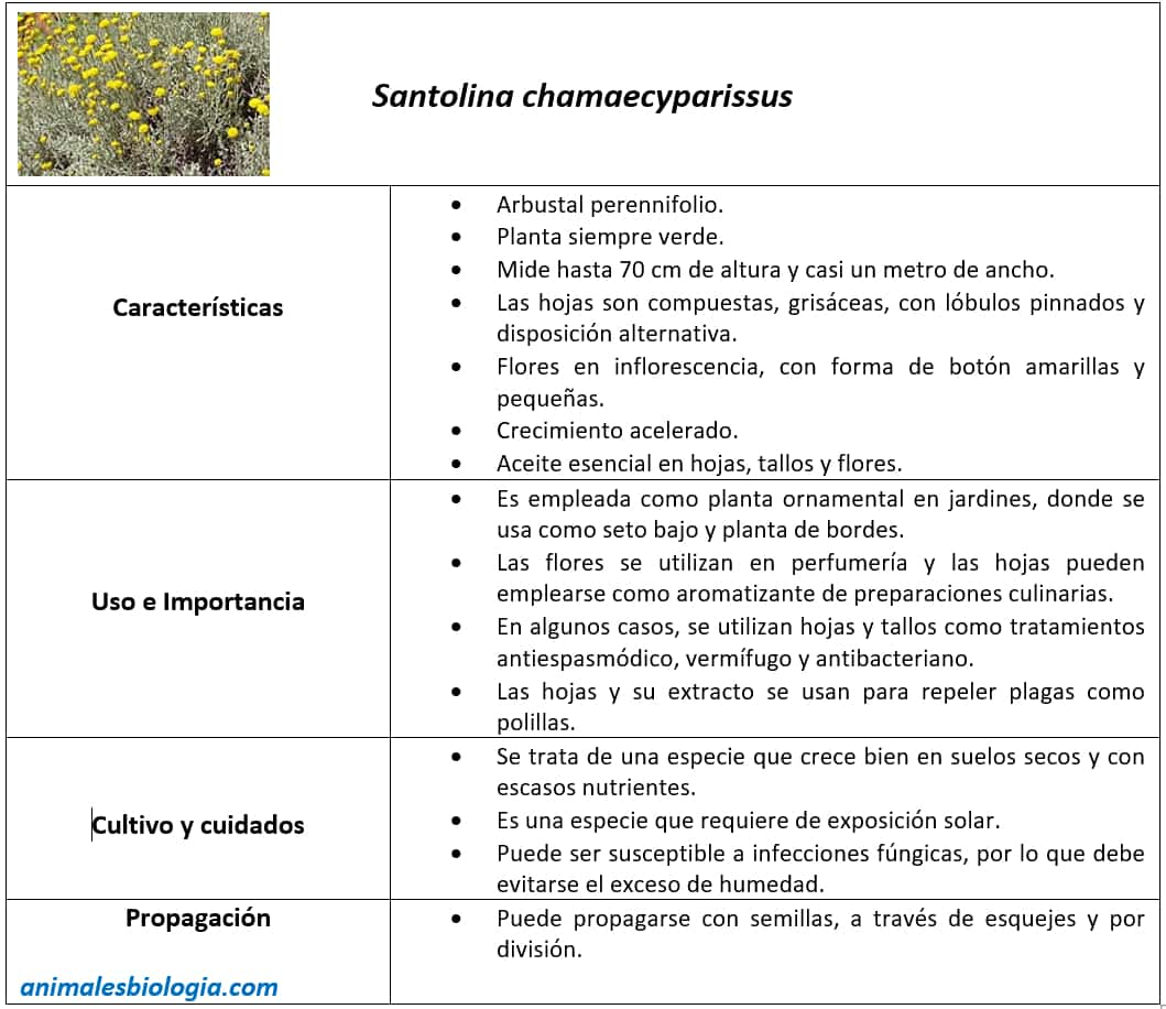 Botánica, ficha descriptiva de Santolina chamaecyparissus