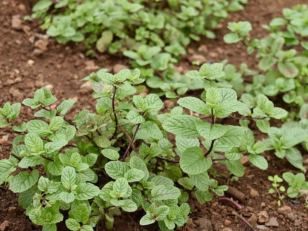 Menta: Mentha spicata