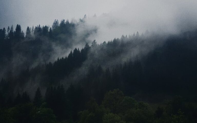 Bosque Mesófilo De Montaña O De Niebla - Naturaleza Y Ecología