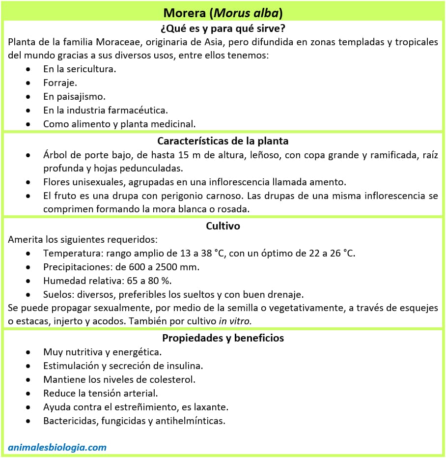 Ficha de la morera (Morus alba)