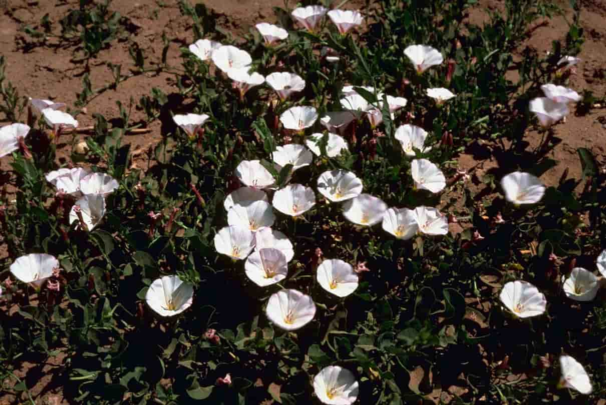 Magnoliopsida (Dicotiledóneas)